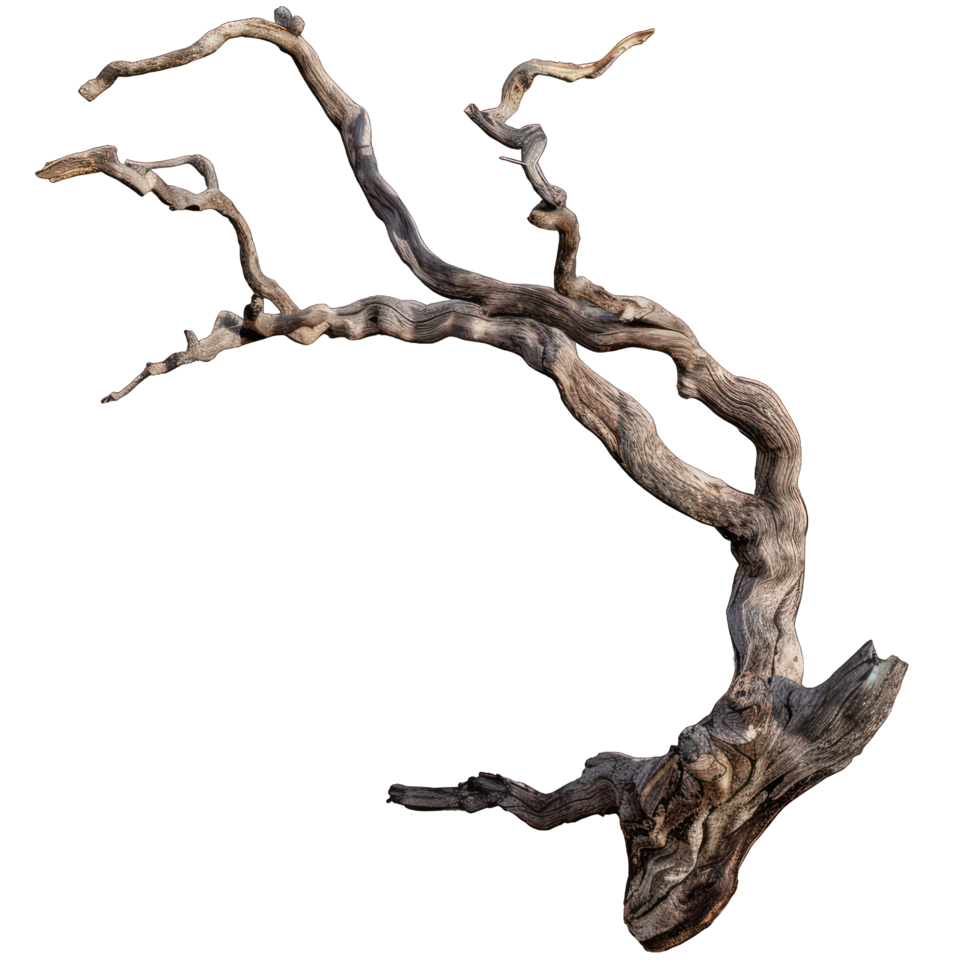 dried branch of a tree transparent background png