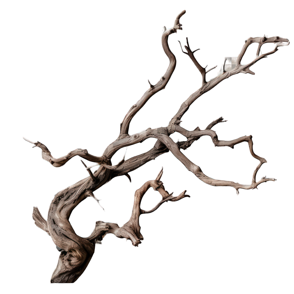dried branch of a tree transparent background png
