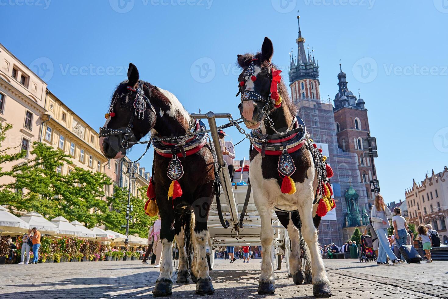 Two decorated horses standing in Krakow's main market square with st. Mary's basilica in the background on sunny day. Carriage for tourists in Krakow, Poland photo