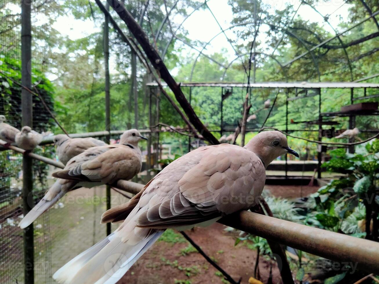 A group of birds sitting on a branch in a zoo photo