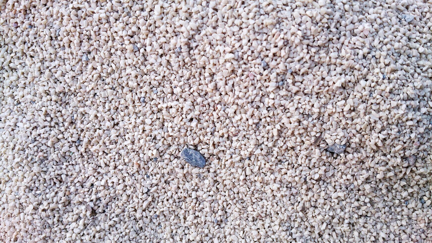 A small bug is on the ground photo