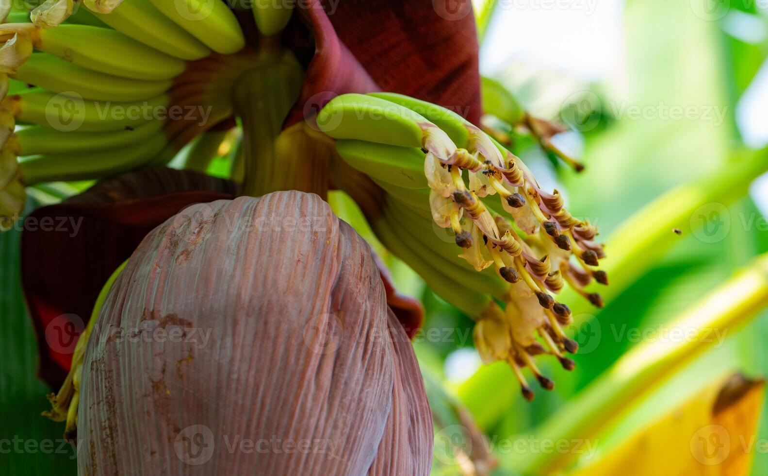 Banana blossom in a tropical garden. Sustainable plant-based raw material for vegan meat and fish alternatives. Banana flower with purple petals. Sustainable food source. Ecofriendly ingredient. photo