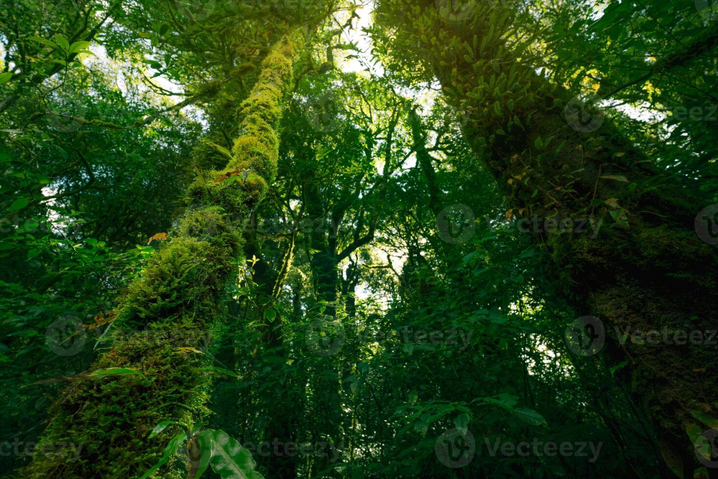 Bottom-up view of tree with moss and ferns growing along its trunk, sunlight filtering through lush green canopy. Serenity, and rich biodiversity of forest. Healthy ecosystem under green canopy. photo