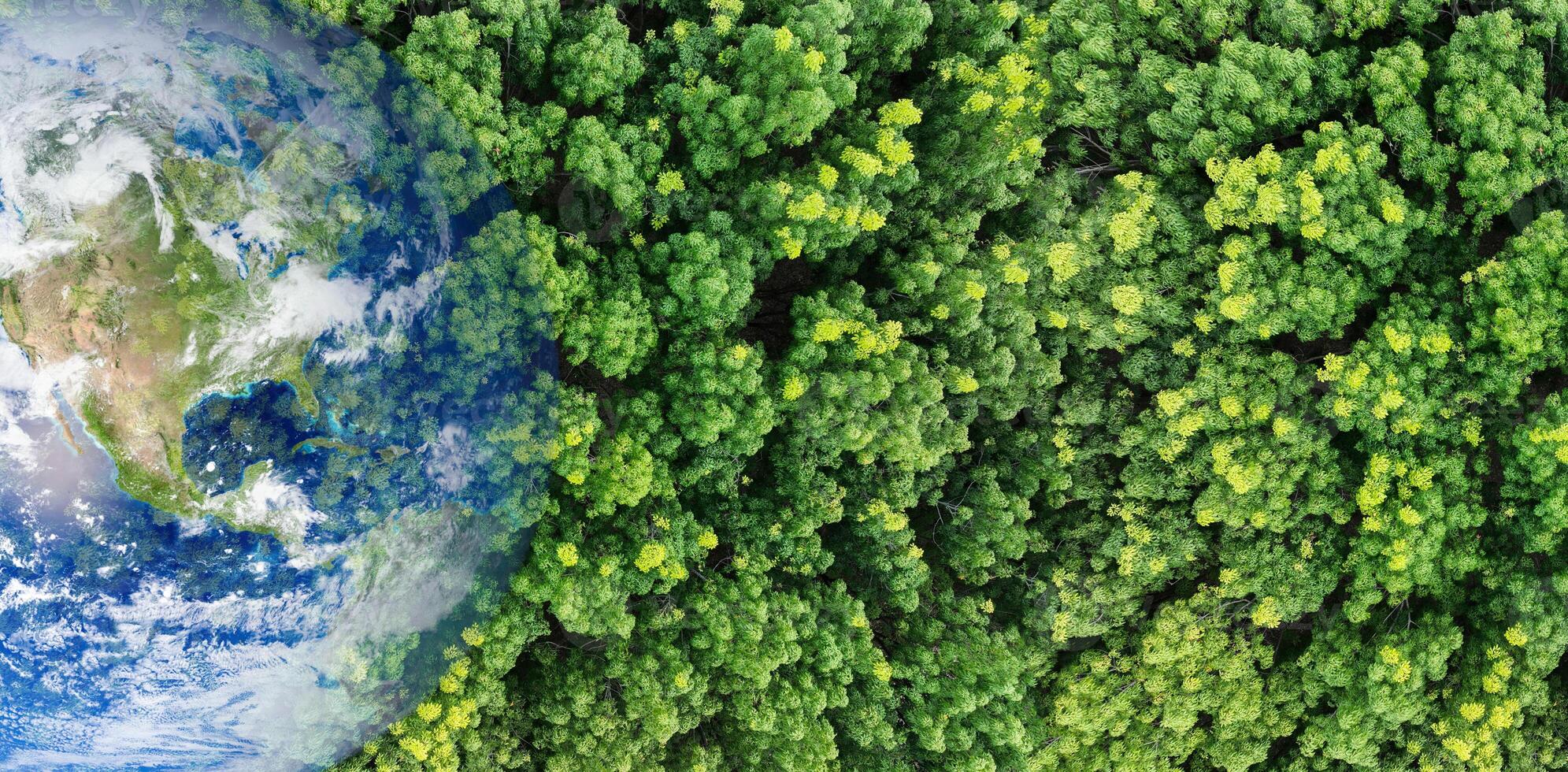 Green forest tree merged earth globe. Global ecosystem conservation and environmental protection during climate crisis. Worldwide biodiversity. Sustainable environment. Earth image provided by Nasa. photo