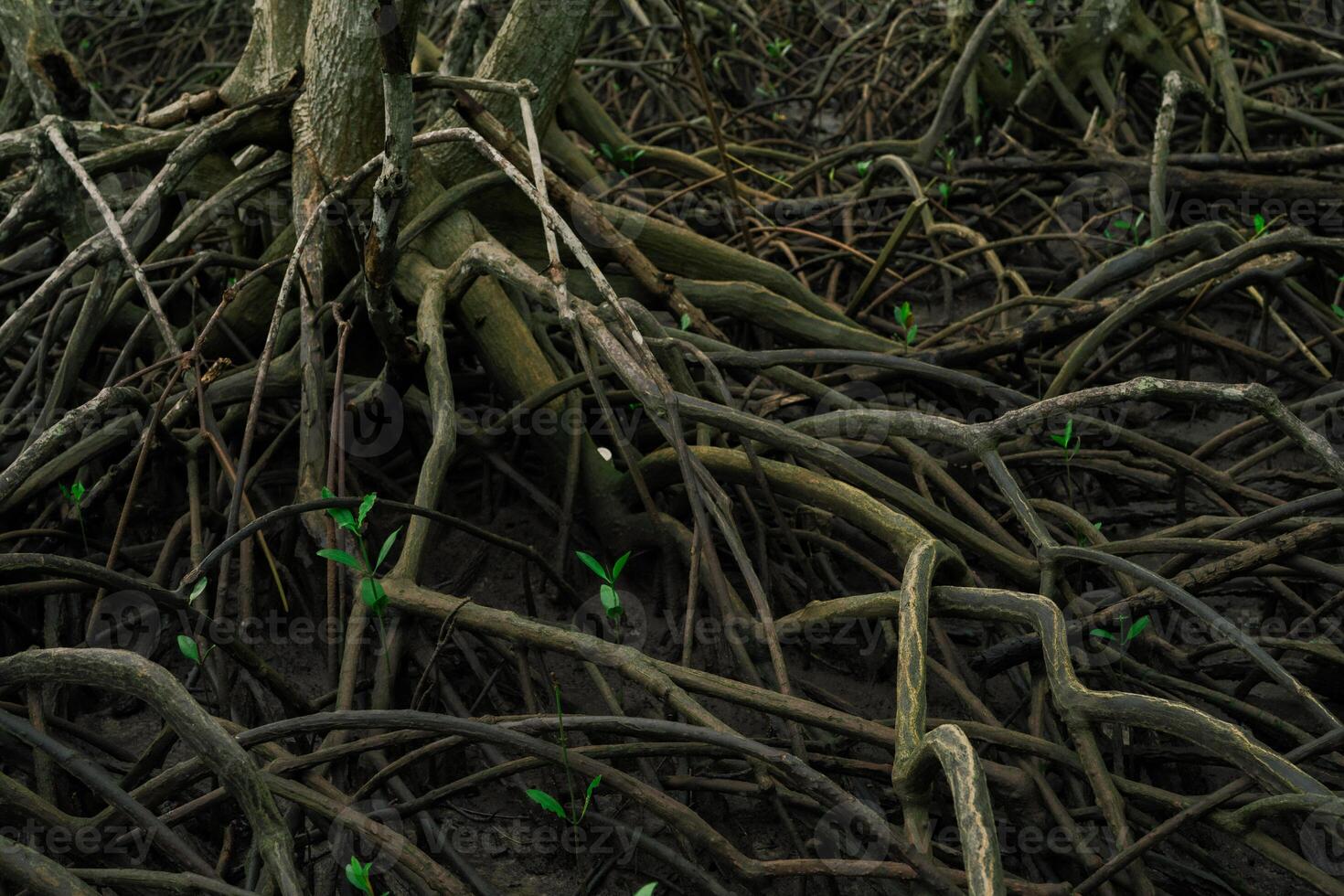 Close-up root of mangrove tree in lush wetland forest. Natural defense against erosion and climate change in tidal swamp environment. Sustainable ecosystem. Natural carbon sink in coastal areas. photo