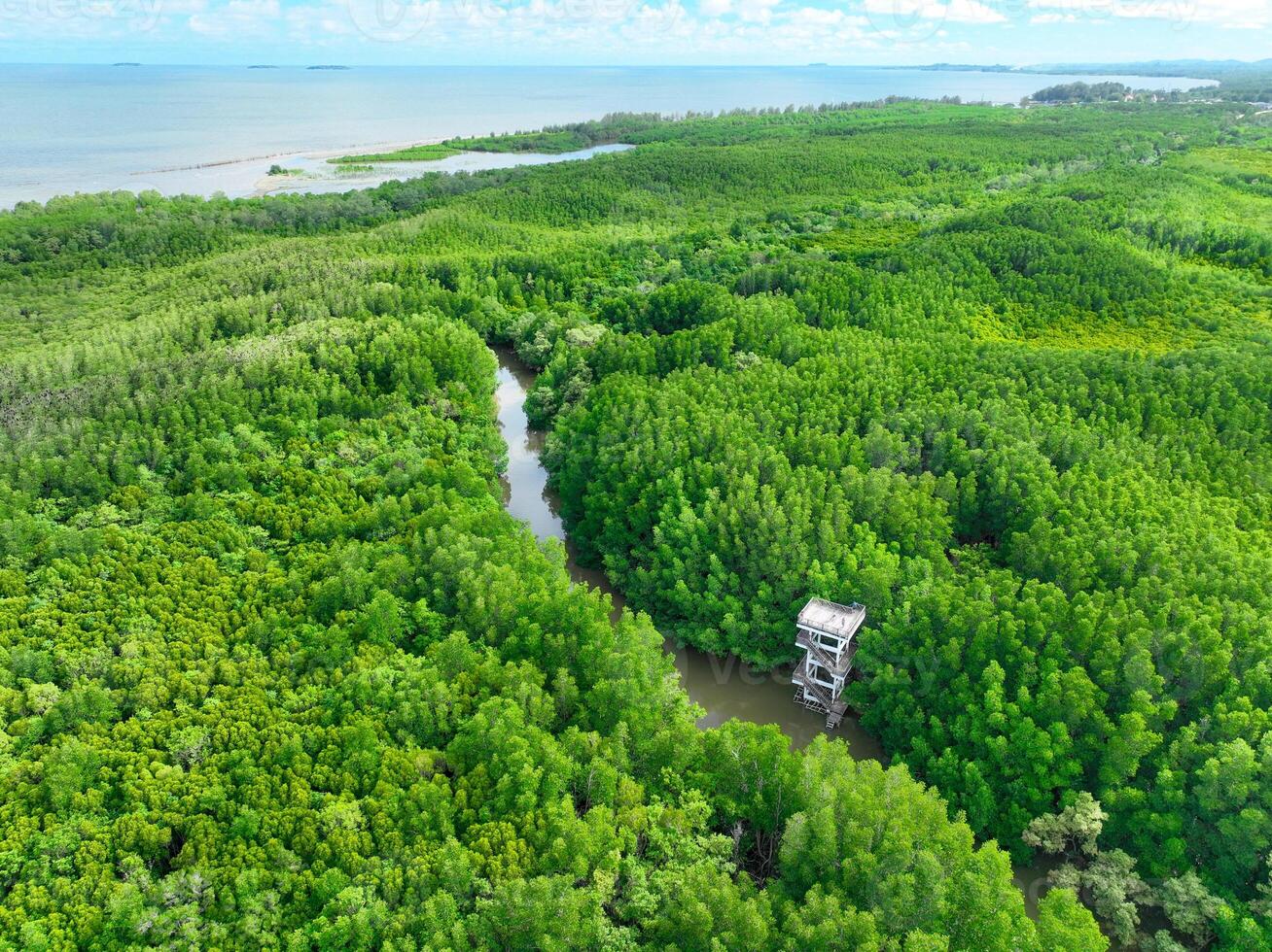 Aerial view green mangrove forest. Natural carbon sinks. Mangroves trees capture CO2. Blue carbon ecosystems. Mangroves absorb carbon dioxide emissions and mitigating global warming. Green ecosystem. photo