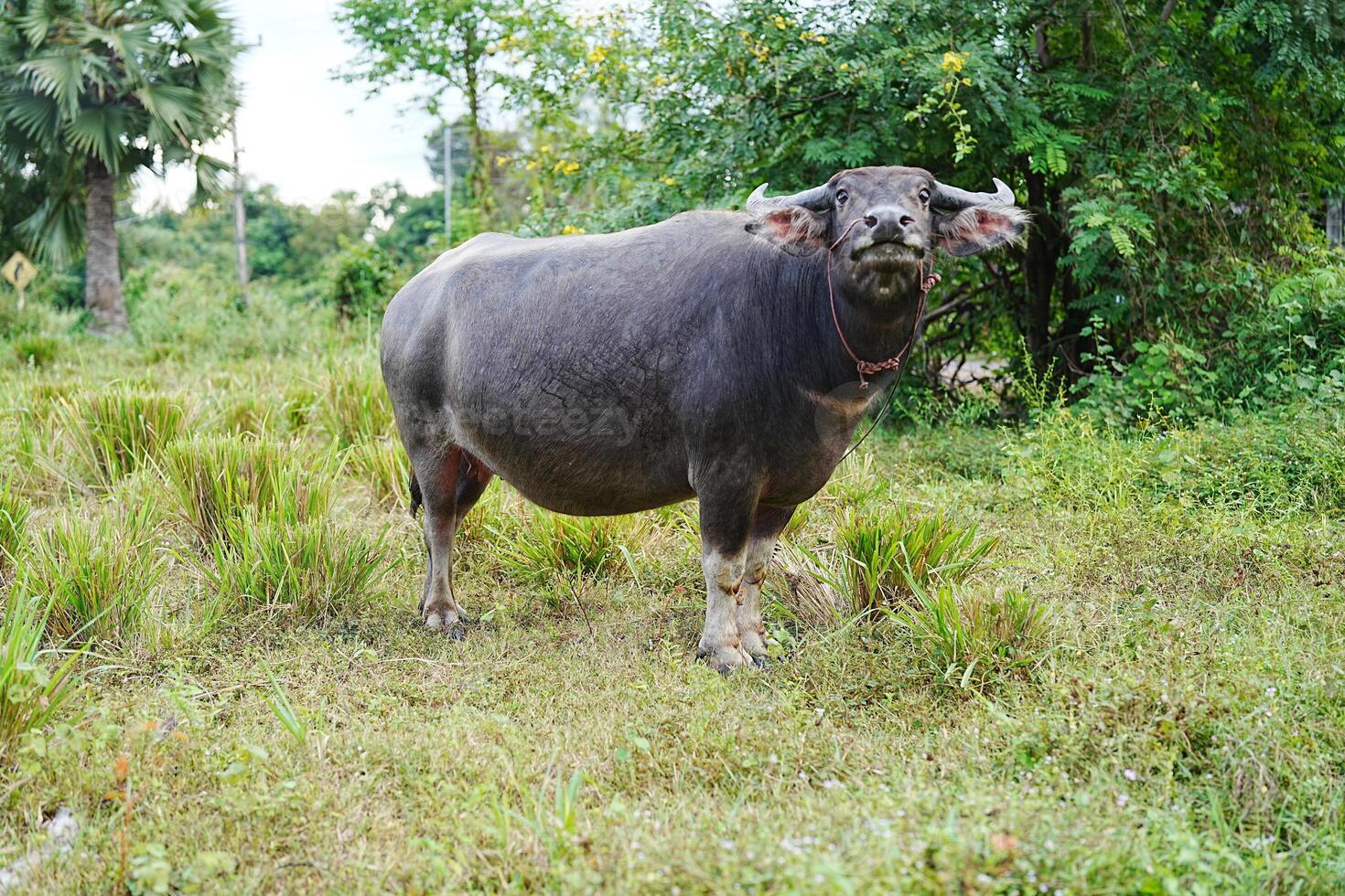 Water buffalo grazing peacefully in lush green field photo