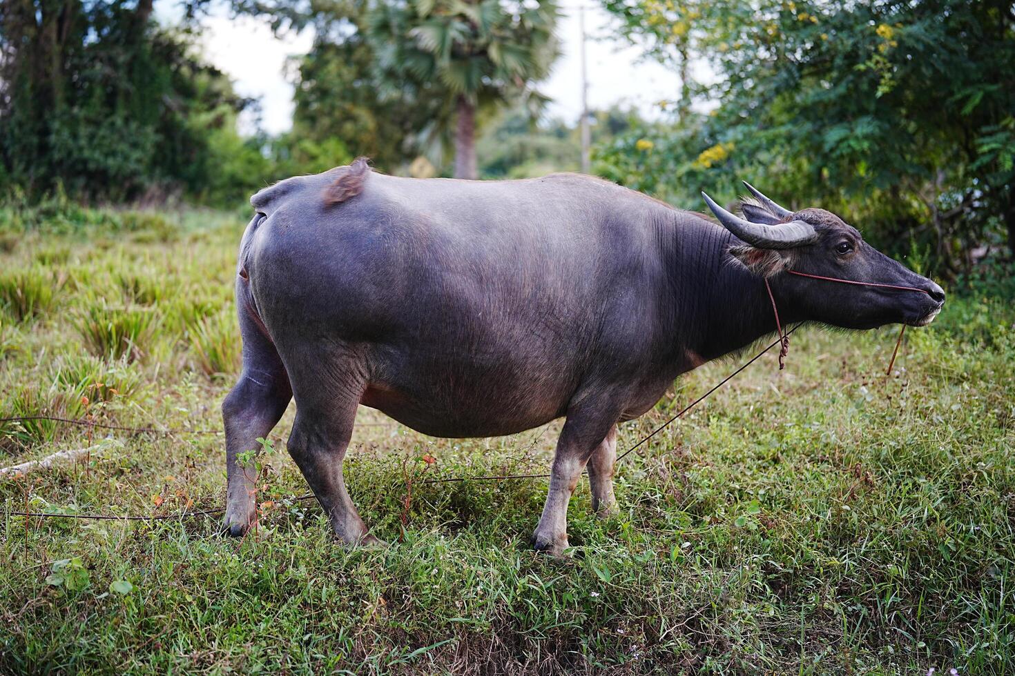 Water buffalo grazing peacefully in lush green field photo