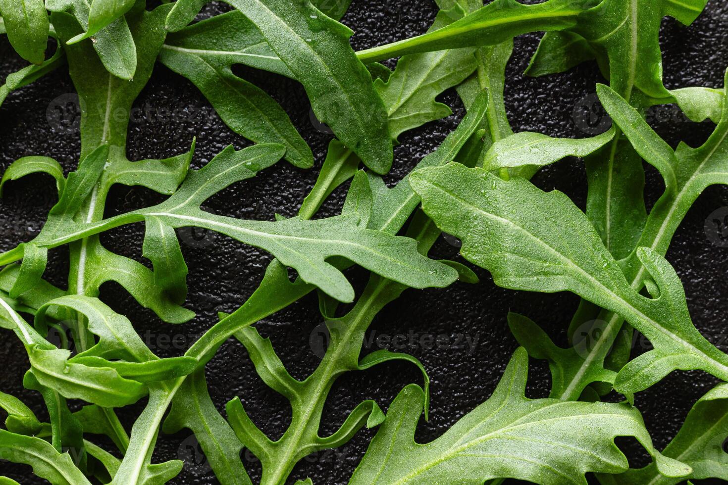 Fresh green arugula leaves with drops of water photo
