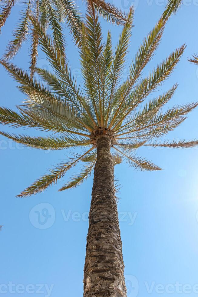Palm trees on the background of a blue sunny sky. Summer background. photo