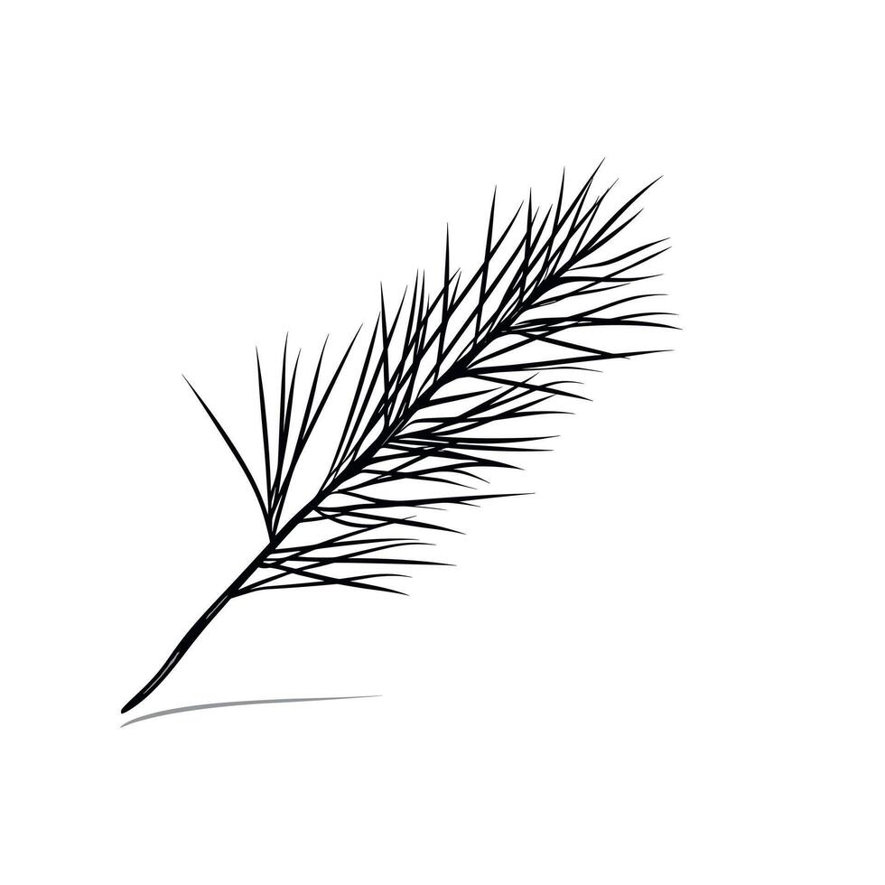 Detail of a slender pine needle branch against a white background vector