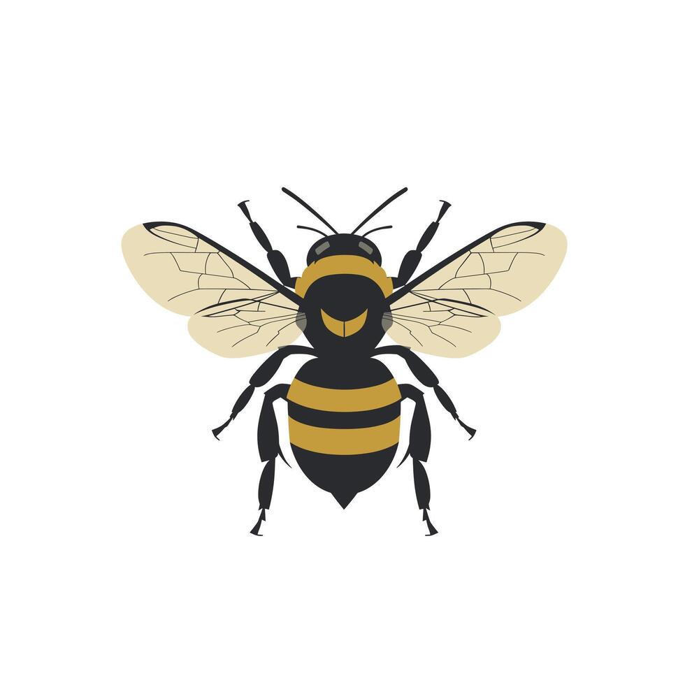 Detailed illustration of a honeybee with distinct black and yellow stripes vector