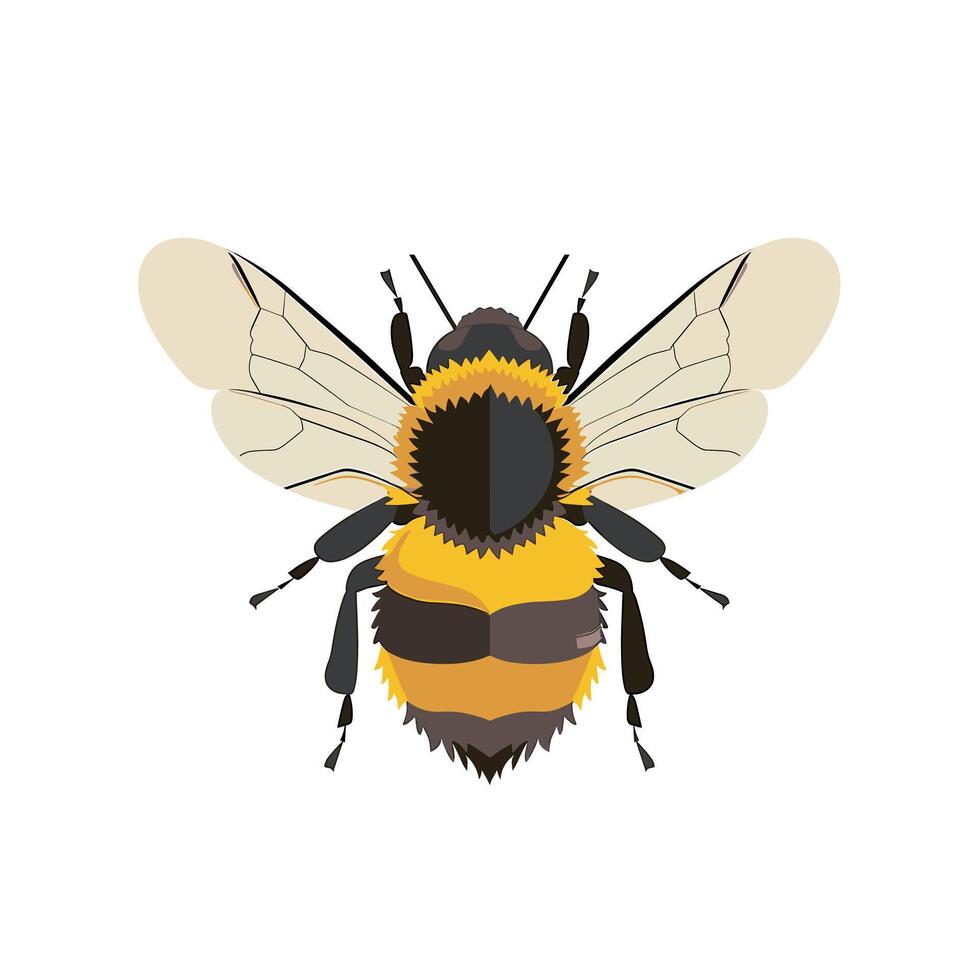 Detailed illustration of a bumblebee showcasing its distinctive features and colors vector