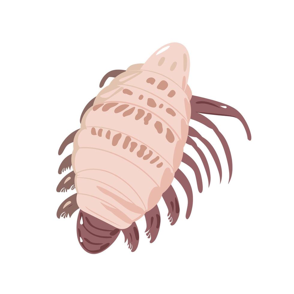 Unique illustration of an isopod showcasing its distinct features and anatomy vector