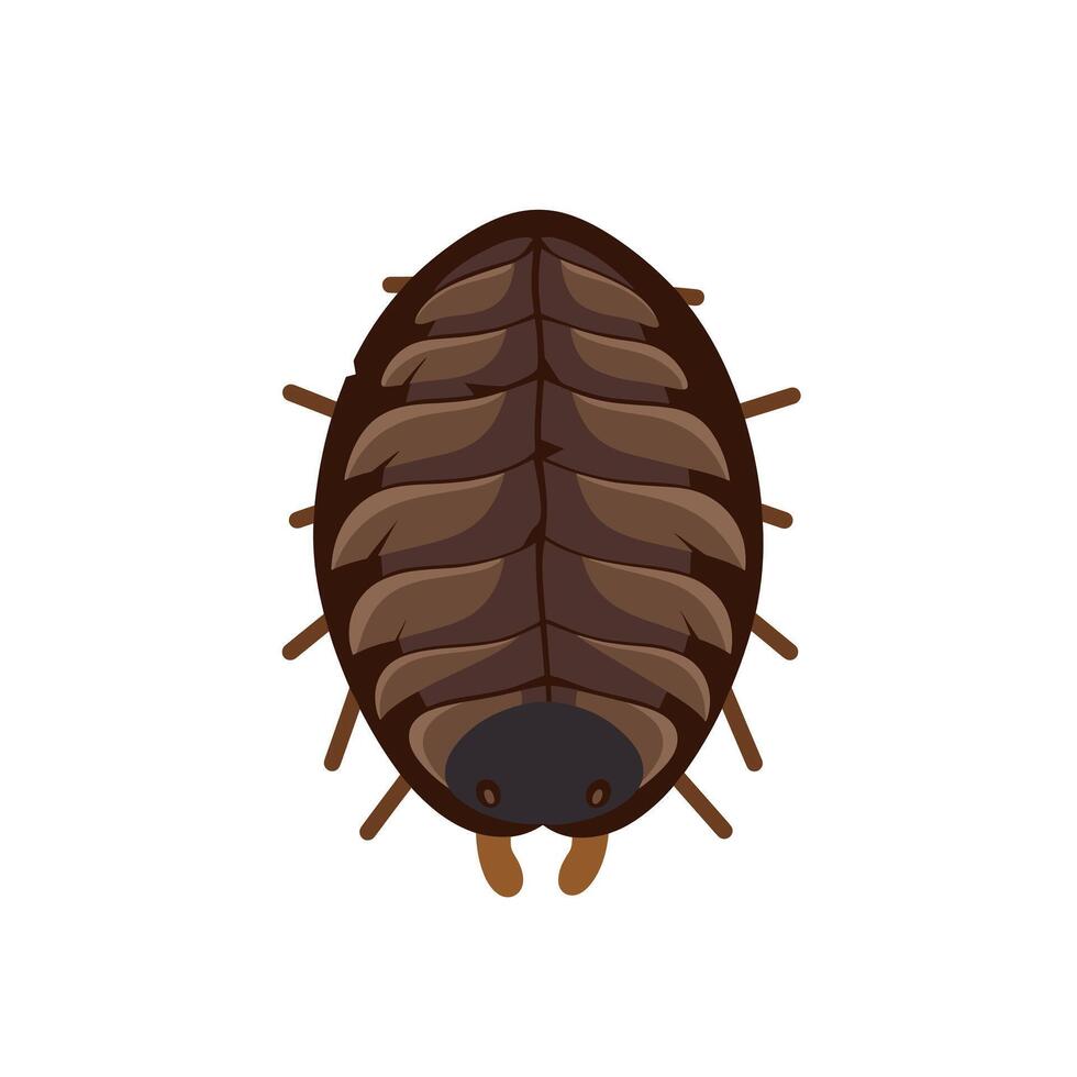 Close-up view of a woodlice showing its distinct segmented body and antennae vector
