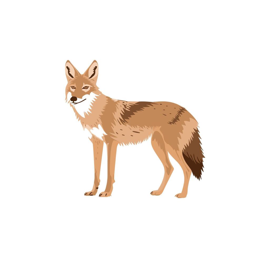 Coyote standing in a natural pose with a detailed fur pattern in a minimalist style vector