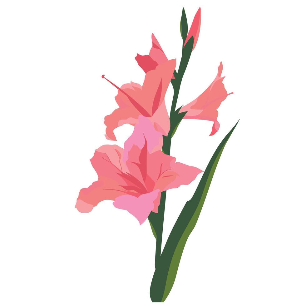 Beautiful pink gladiolus flower in full bloom with vibrant petals and green leaves vector