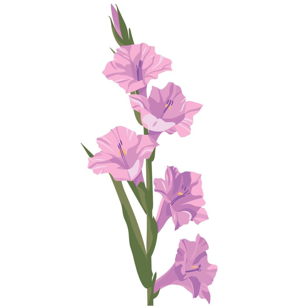 Beautiful pink gladiolus flower stem with delicate blooms on a white background vector