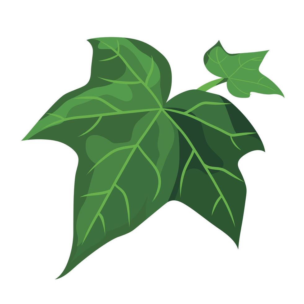 Detailed illustration of vibrant green ivy leaves on a simple background vector