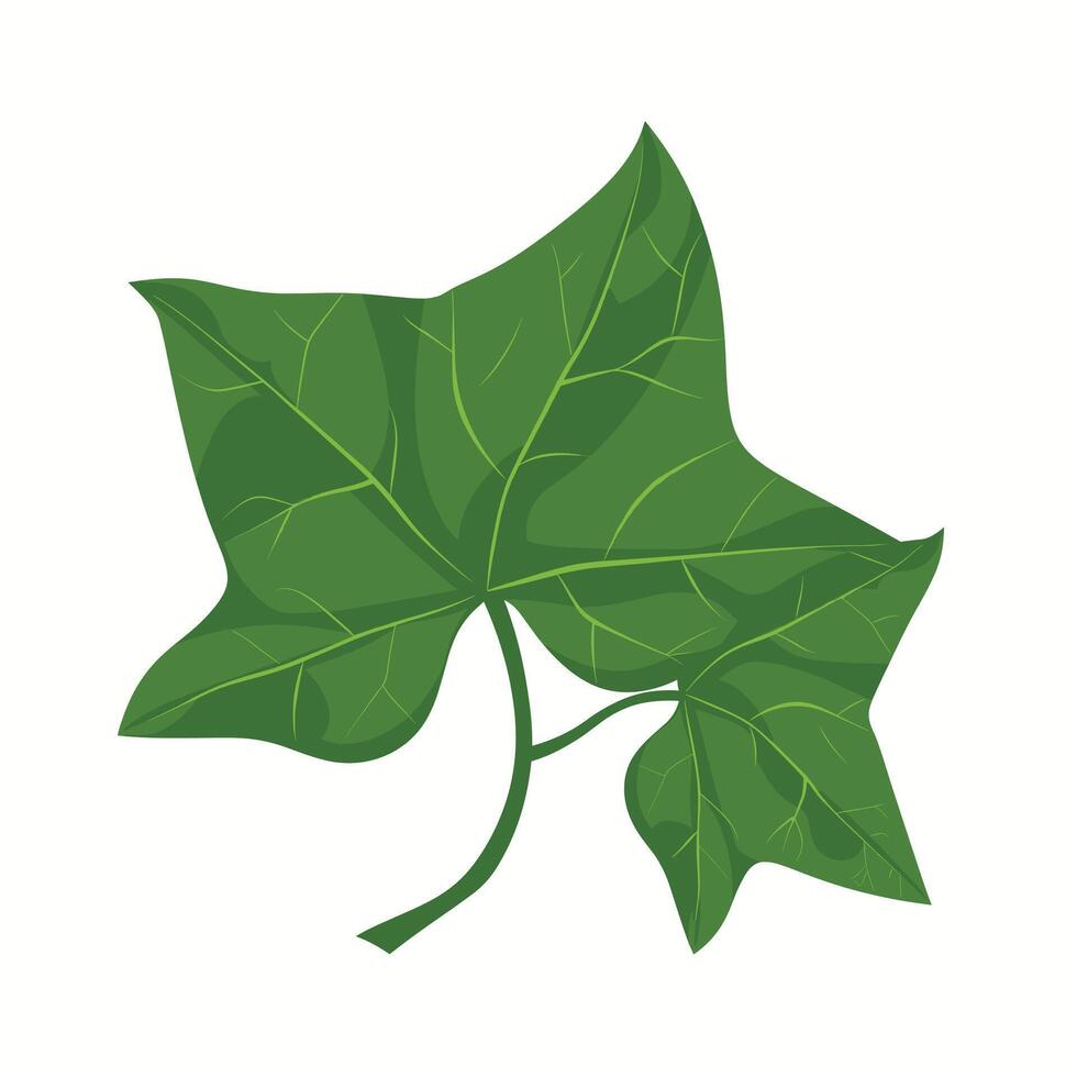 Green ivy leaf isolated on a white background depicting natural beauty in botanical illustration vector