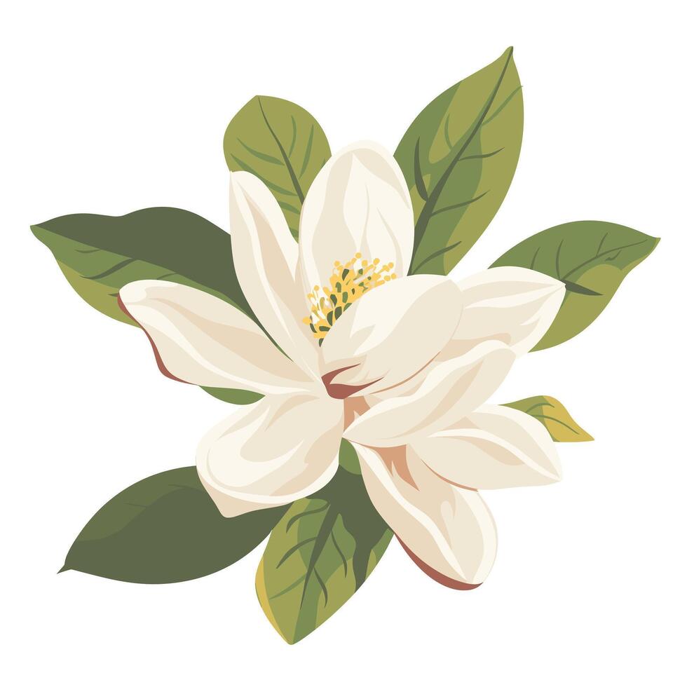 Beautiful magnolia flower with green leaves in a detailed illustration vector