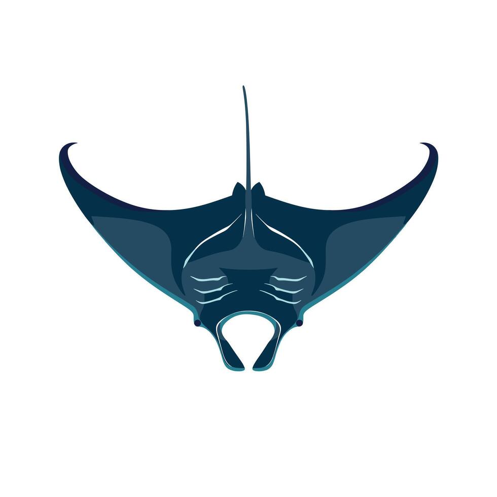 Manta ray swimming gracefully in ocean waters showcasing elegant fin structure vector