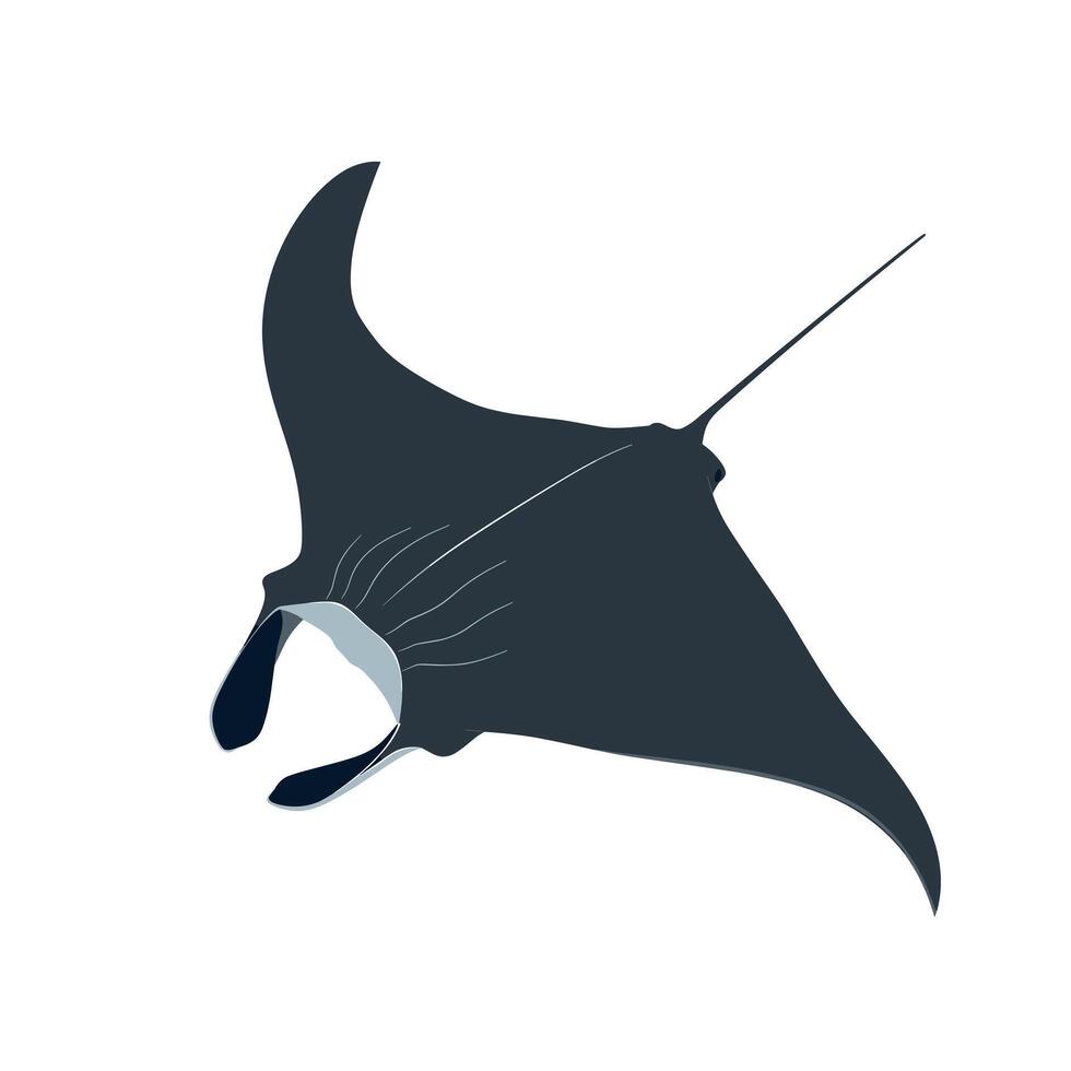 Manta ray gliding gracefully through clear ocean waters in the tropics vector
