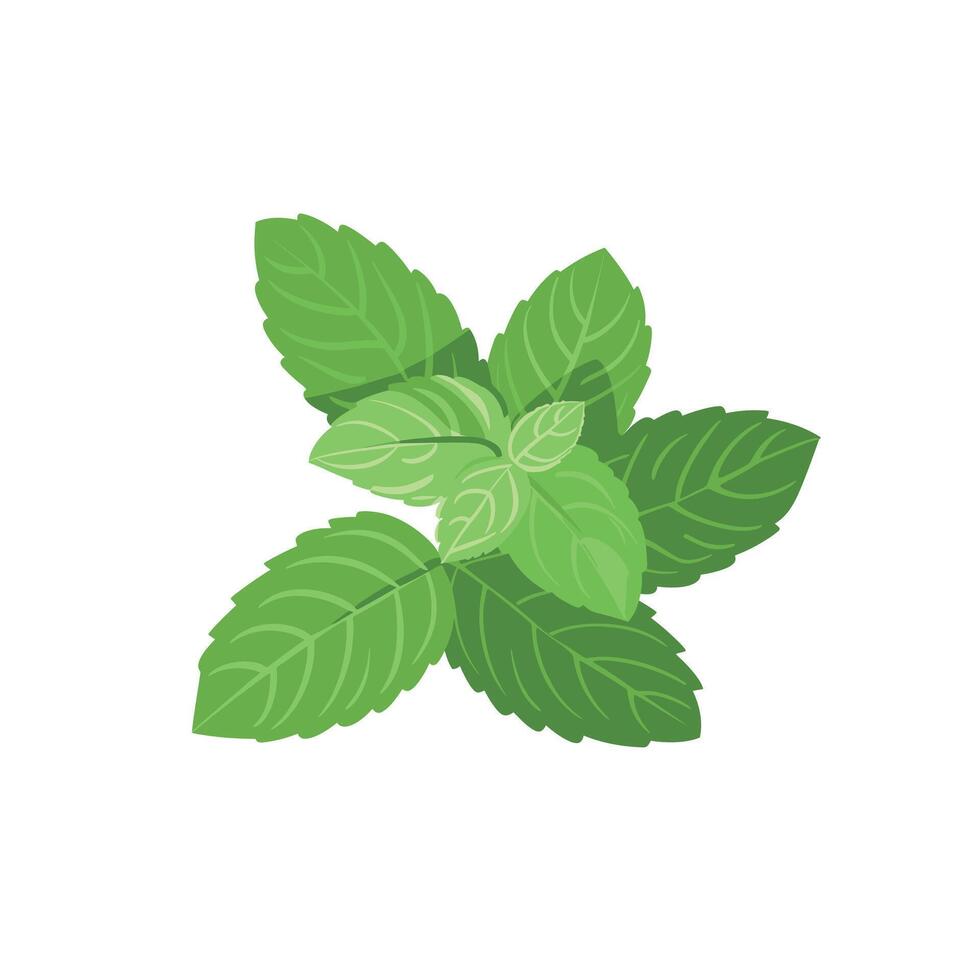Fresh mint leaves arranged in a vibrant cluster on a plain background vector