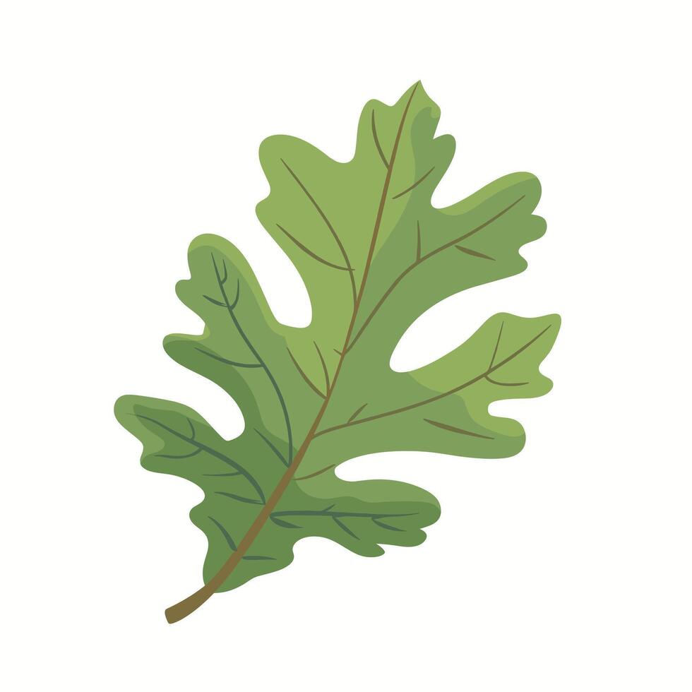 Bright green oak leaf resting on a blank background showcasing its detailed shape vector