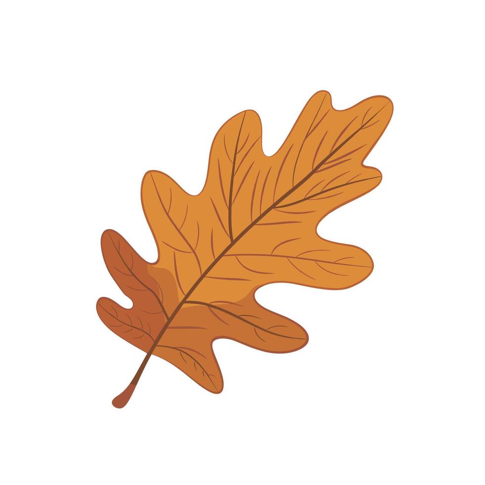 Autumn oak leaf with vibrant orange hues resting on a white background vector
