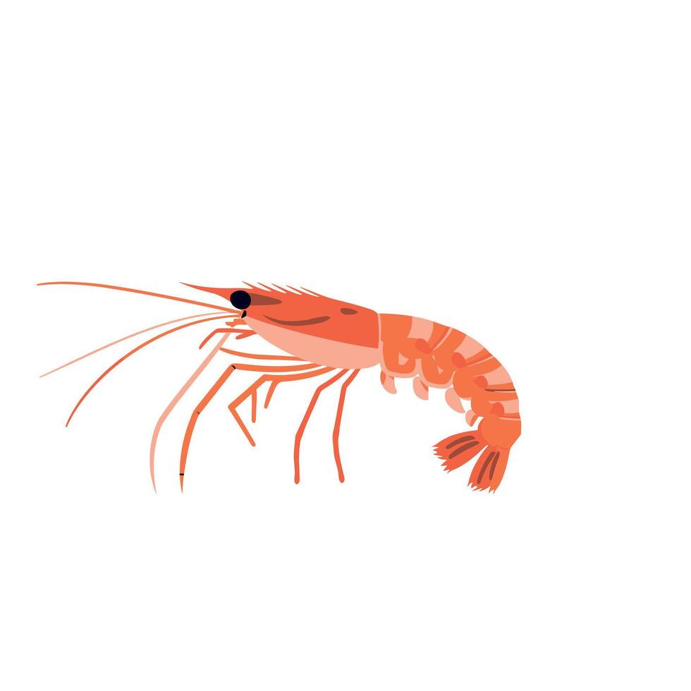 Detailed illustration of a shrimp showcasing its anatomy and features in vibrant colors vector