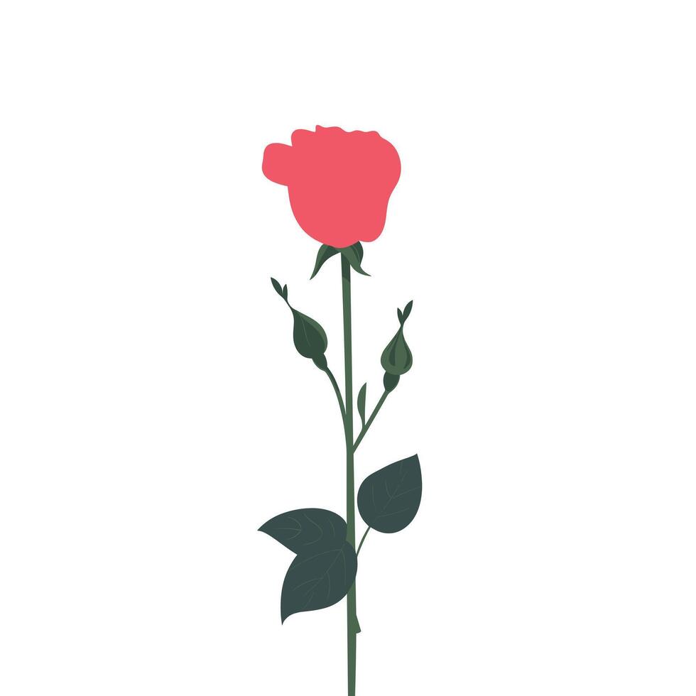 Beautiful rose flower with green leaves on a white background vector