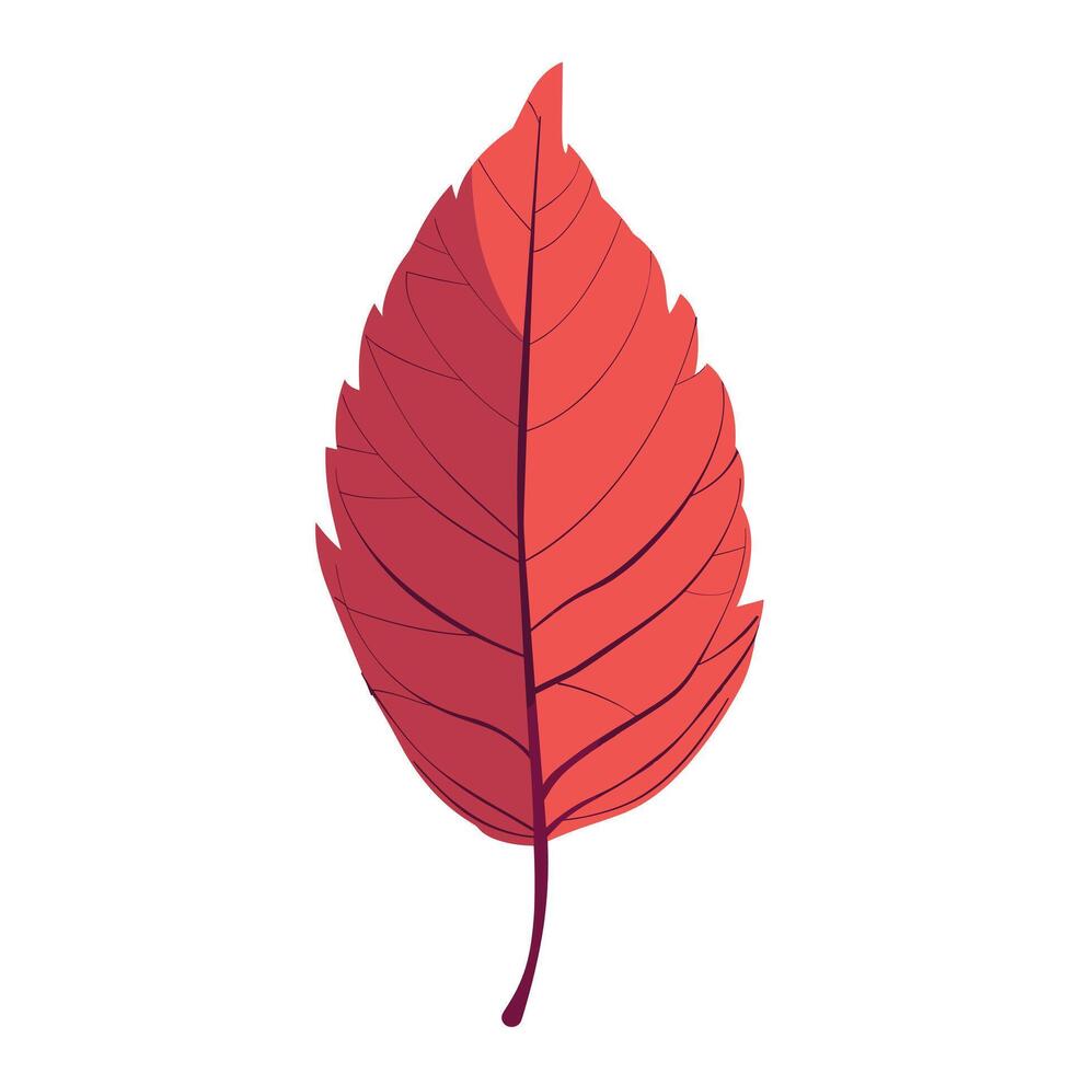 Vibrant red leaf illustrating the beauty of autumn foliage against a simple background vector