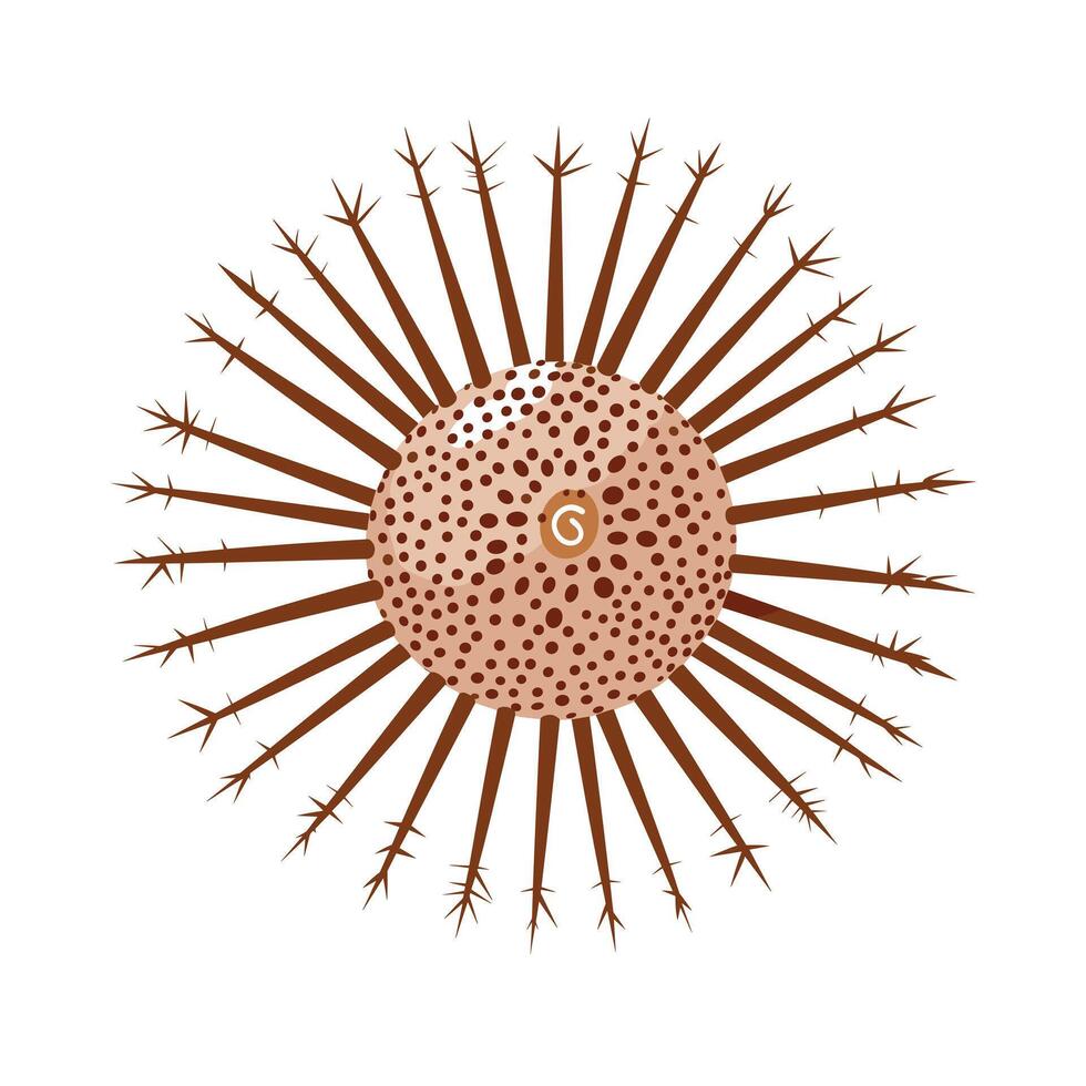 Unique illustration of a sea urchin showcasing its distinct spines and structure vector