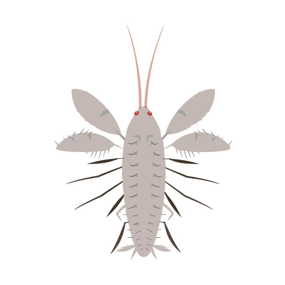 Detailed illustration of a shrimp showcasing its anatomy and features in a scientific context vector