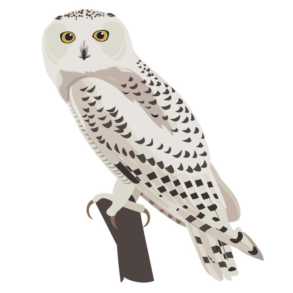 Snowy owl perched on a branch in a minimalist style during daylight vector