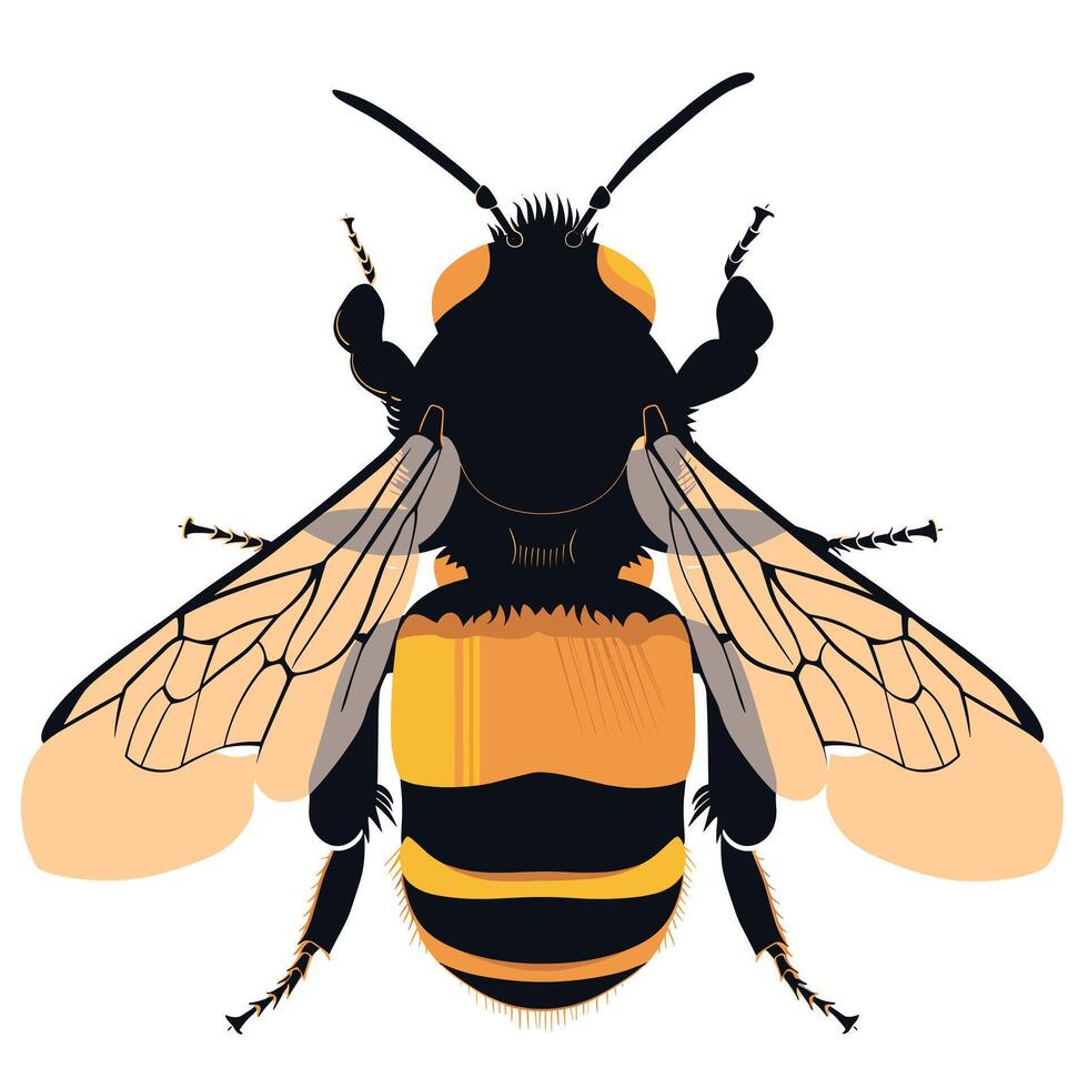 Detailed depiction of a bumblebee against a white background showcasing its features vector