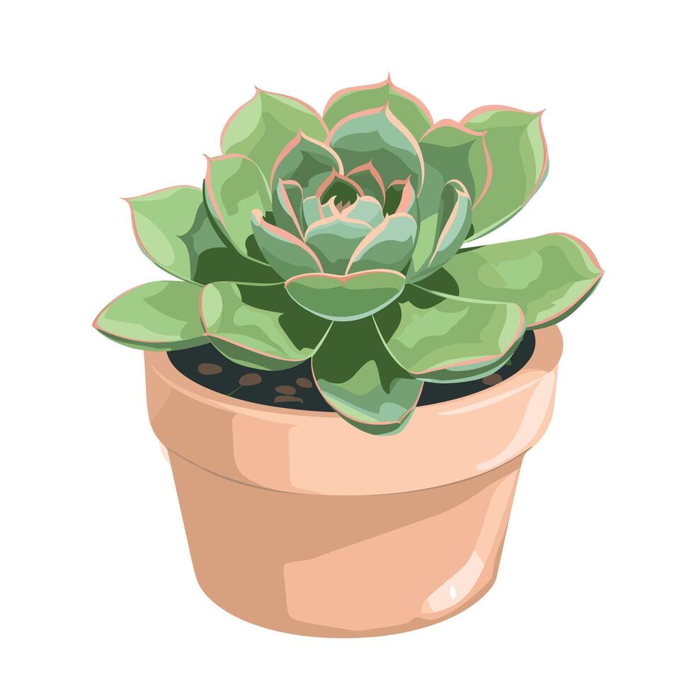 Bright green succulent plant in a terracotta pot on a white background vector