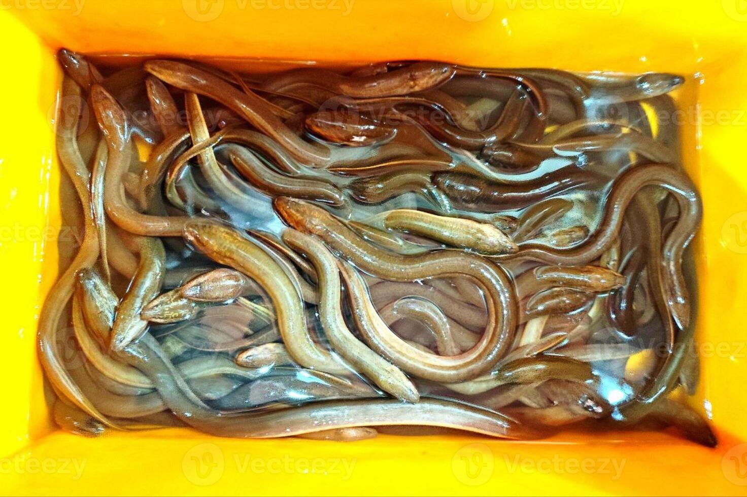 A large container filled with worms photo