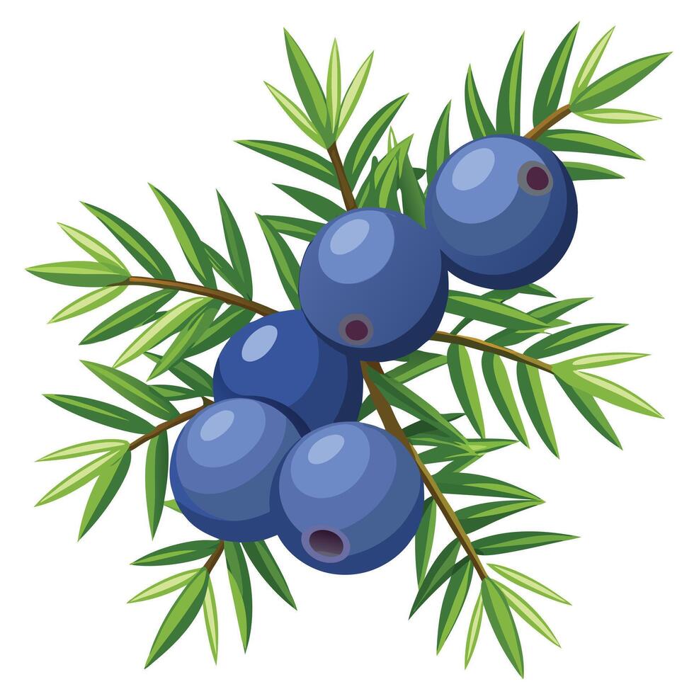 Blueberry branch with leaves illustration vector