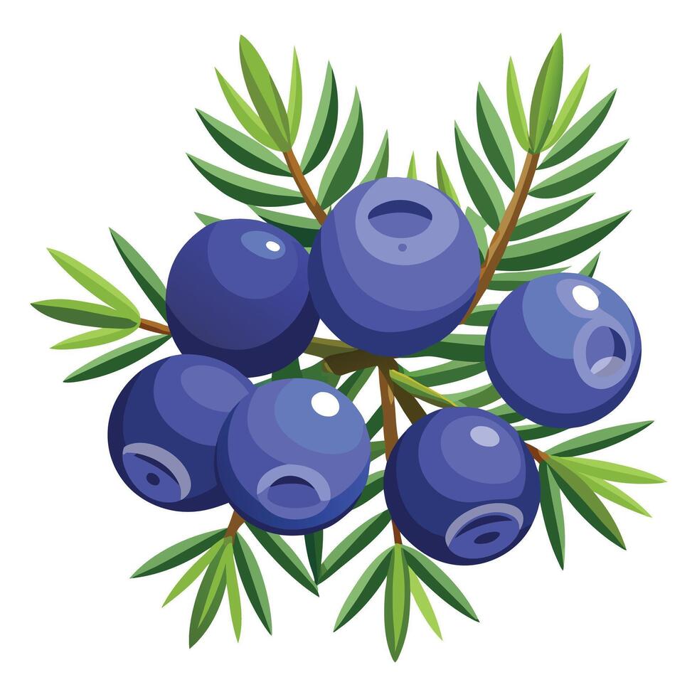 Blueberry branch with leaves and berries vector