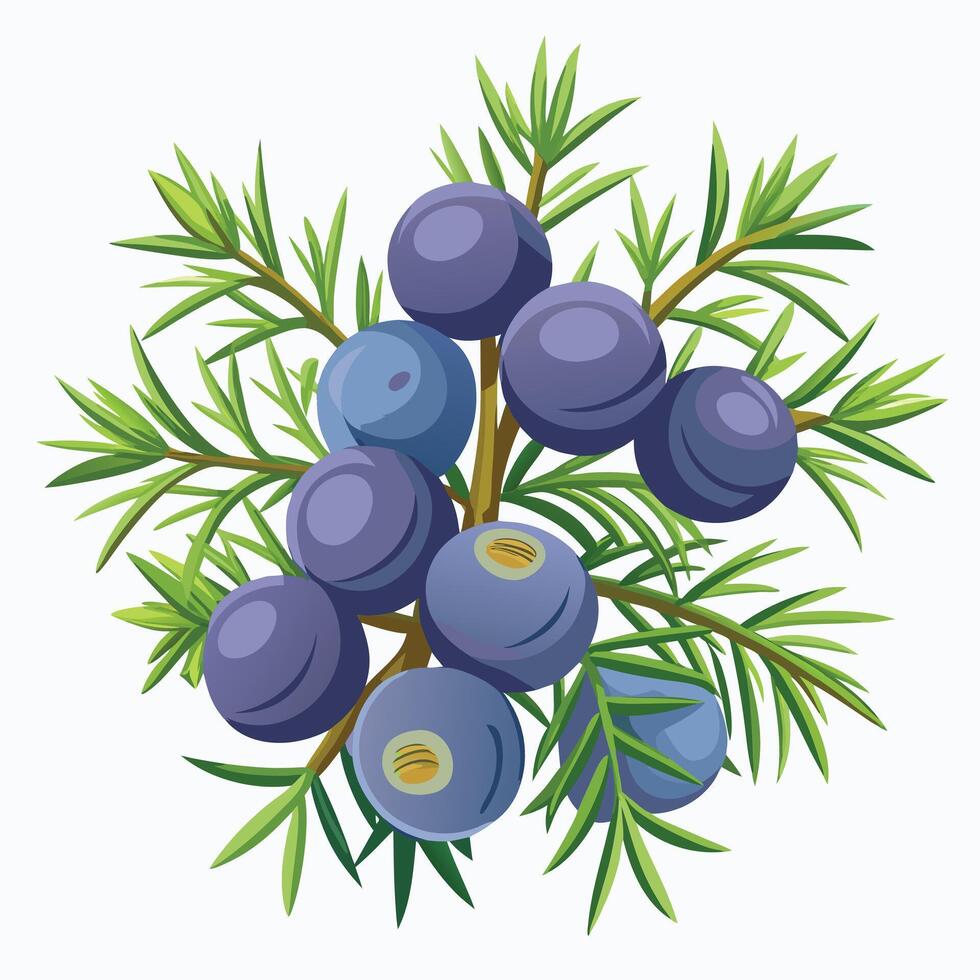 A branch of blueberry with leaves and berries vector