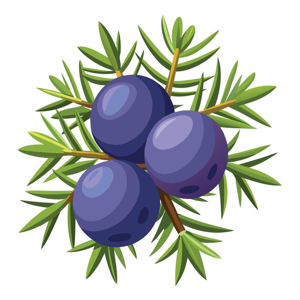 A branch of juniper berries with leaves and berries vector