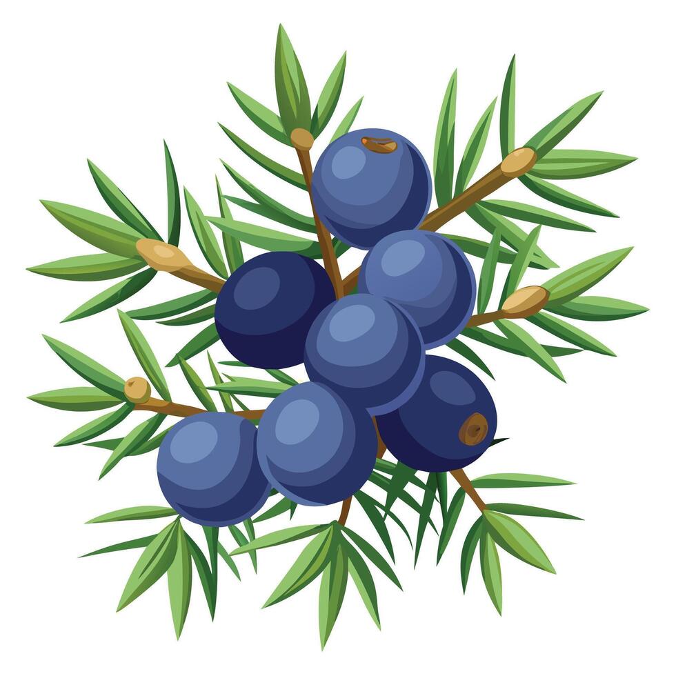 A branch of juniper berries on a white background vector