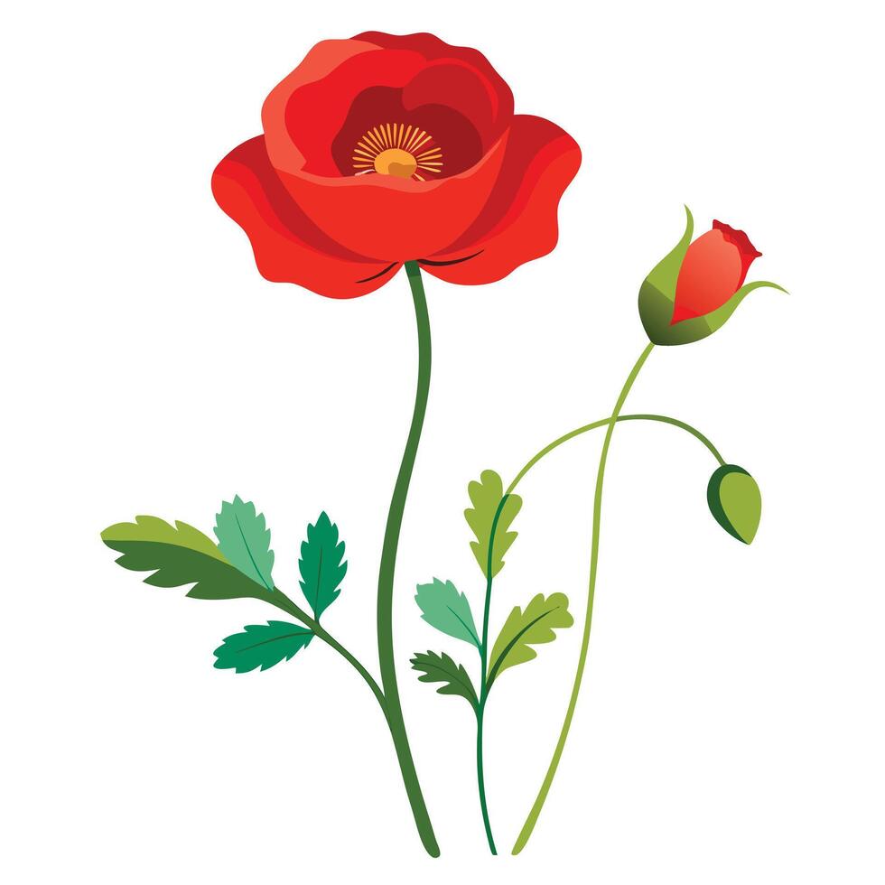 Red poppy flower vector
