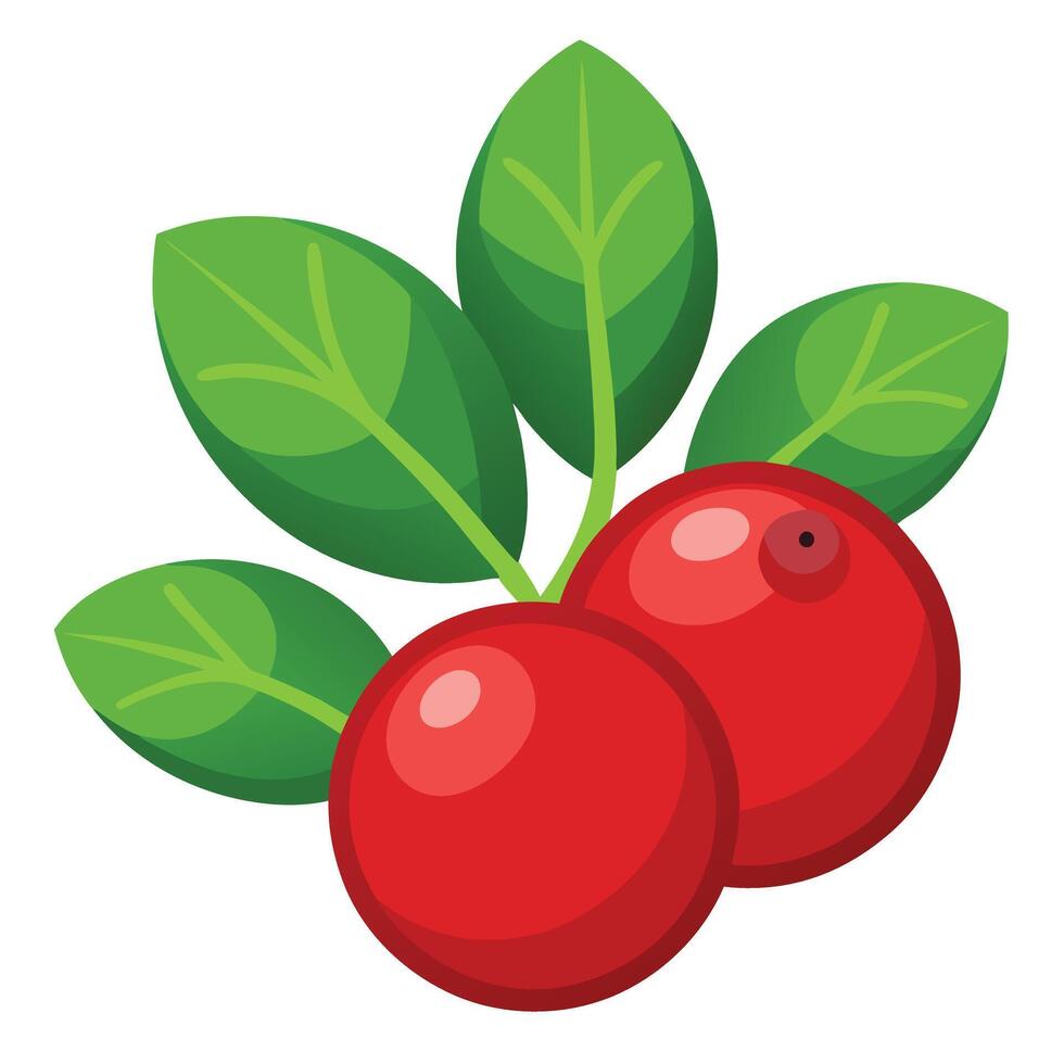 Red berries with leaves on a white background vector