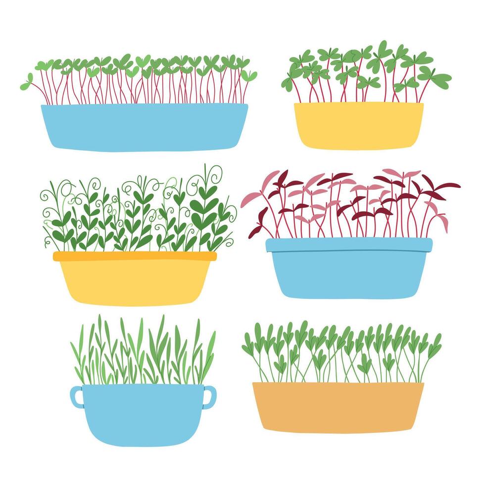 Hand drawn microgreens in pots. illustration in flat style isolated on white background. Micro green. Beets, lettuce, cabbage, sorrel, onion, radish, arugula, peas. Growing superfood at home. vector