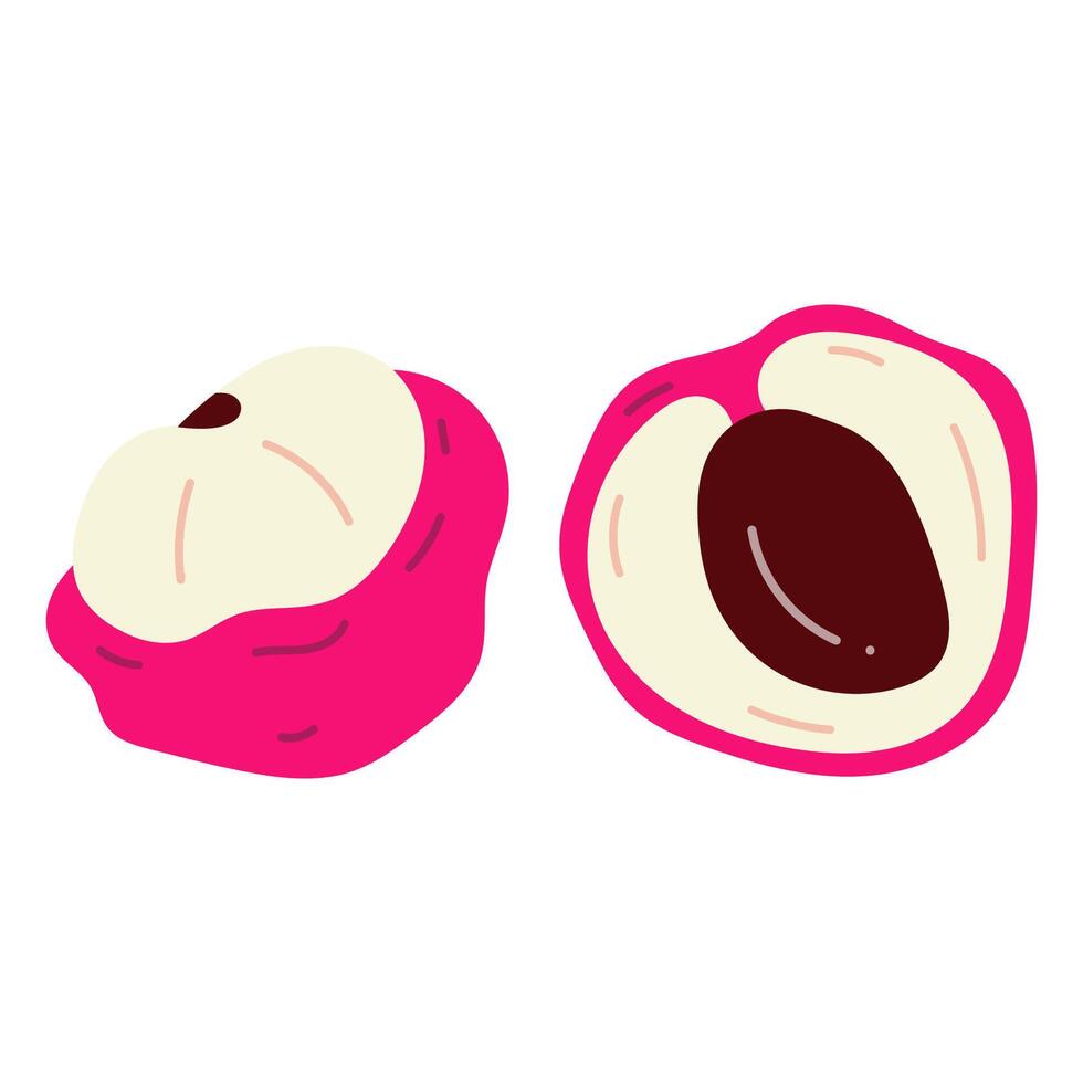 Lychee fruit. Hand drawn illustration on white background. vector