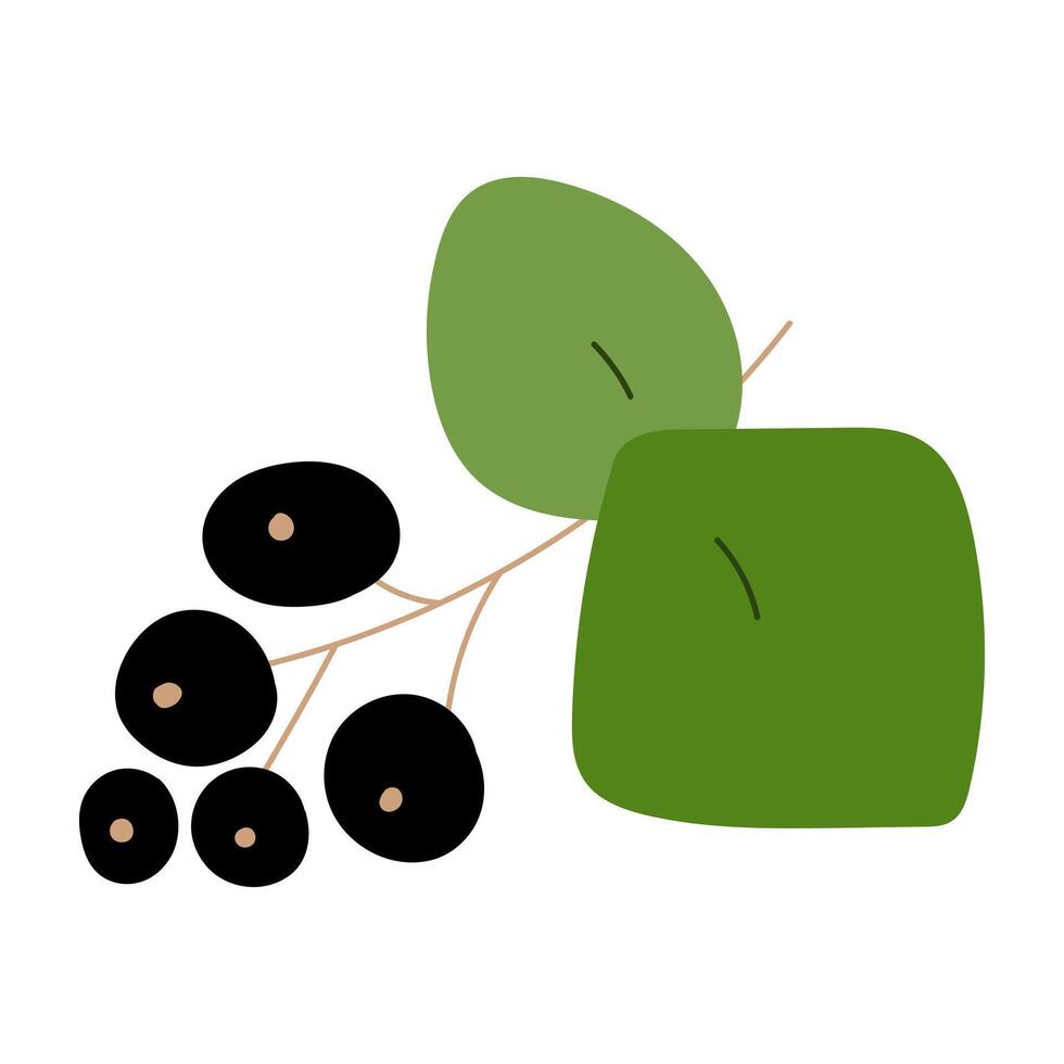 Blackcurrant. illustration on white background. vector