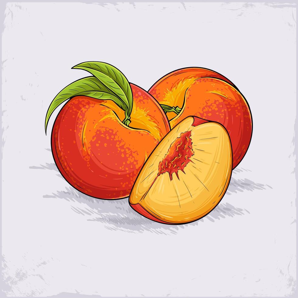 Hand drawn set of full and sliced fresh juicy tropical peaches with green leaves on top ready to eat vector